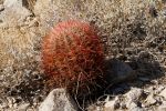IMG_2353_DxO_raw_Joshua_Tree_NP_49_Palms_Trail_Barrel_cactus_Forum.jpg