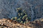 IMG_2359_DxO_raw_Joshua_Tree_NP_49_Palms_Oasis_Forum.jpg