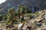 IMG_2364_DxO_raw_Joshua_Tree_NP_49_Palms_Oasis_Forum.jpg