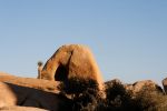 IMG_2443_DxO_raw_Joshua_Tree_NP_Skull_Rock_Trail_Forum.jpg