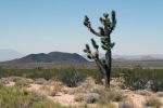 IMG_2532_DxO_Kelbaker_Road_Cinder_Cones_Joshua_Tree_Forum.jpg