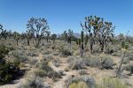 IMG_2539_DxO_Teutonia_Peak_Trail_Joshua_Trees_Forum.jpg