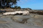 IMG_2665_Parksville_Strand_Baumstamm_forum.jpg