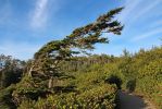 IMG_2776_Ucluelet_Wild_Pacific_Trail_Windkiefern_forum.jpg