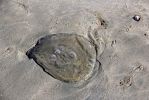 03 Wickaninnish Beach