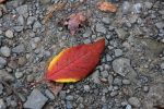 IMG_2842_Watkins_Glen_State_Park_Herbstblatt_Forum.jpg