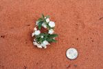 IMG_2912_DxO_raw_Edmaiers_Secret_Dune_Primrose_Forum.jpg