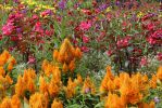 11 Butchart Garden