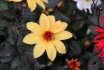 13 Butchart Gardens