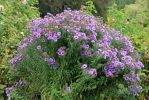 IMG_2991_Butchart_Gardens_Astern_forum.jpg