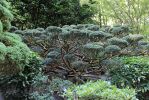 IMG_3000_Butchart_Gardens_Japanese_Garden_forum.jpg