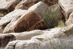 IMG_3321_DxO_raw_Petrified_Forest_NP_Puerco_Pueblo_Petroglyphs_Forum.jpg