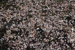 IMG_3391_Hyannis_Port_Strand_Muscheln_Forum.jpg