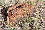 IMG_3395_DxO_raw_Petrified_Forest_NP_Giant_Logs_Trail_Forum.jpg