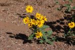 02 Royal Gorge Blumen