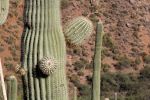 IMG_3668_DxO_raw_Tonto_NM_Saguaro_Verzweigung_Forum.jpg