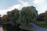 IMG_3686_DxO_raw_Boston_Public_Garden_Trauerweide_Forum.jpg