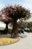 IMG_3899_DxO_raw_Los_Angeles_Getty_Center_Garten_Petunienbam_Forum.jpg