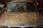 Boston Beacon Hill Herbstlaub auf Auto