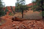 IMG_4352_Red_Canyon_Pink_Ledges_Trail_k.jpg