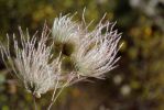27 Apache Plume
