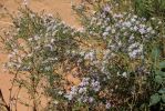 IMG_4964_Negro_Bill_Canyon_Astern_k.jpg