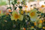 IMG_5303_Denver_Botanic_Gardens_Rosen_k.jpg