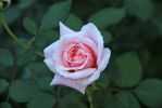 IMG_5305_Denver_Botanic_Gardens_Rose_k.jpg