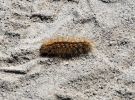 Raupe