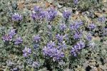 IMG_6235_DxO_Mt_St_Helens_Lupinen_Forum.jpg