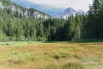 Longmire Meadow