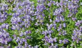 Lupinen