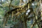 Deception Falls Regenwald