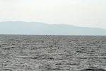 Orca Flossen wo