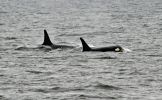 Orcas
