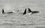 Orca Herde