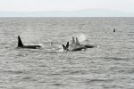 Orca Herde
