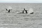 Orca Herde