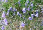 Hurricane Hill Glockenblumen