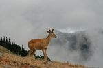 Hurricane Hill Deer