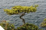 Cape Flattery
