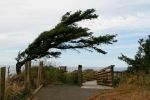 Ecola State Park Baum