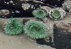 Seeanemonen