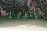 Seeanemonen
