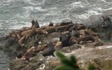 Cape Arago Sea Lions