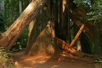 Stout Grove