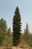 IMG_7225_DxO_Lassen_Volcanic_NP_Tanne_Forum.jpg