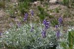 Lassen Volcanic Lupinen
