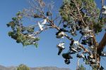 Shoe Tree