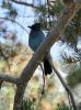 IMG_7509_DxO_Blue_Jay_am_Lake_Tahoe_Forum.jpg